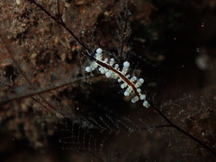 Eubranchus putnami