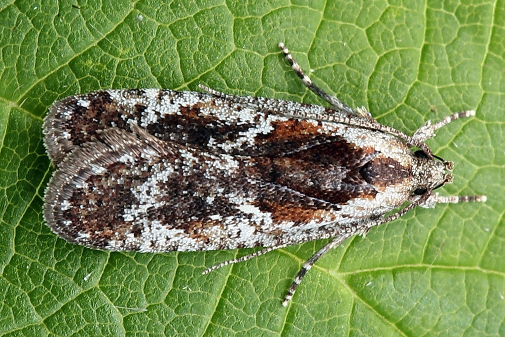 Agonopterix impurella