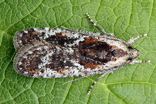 Agonopterix hypericella Hübner, 1816