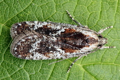 Agonopterix hypericella