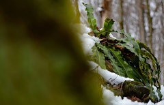 Asplenium scolopendrium americanum