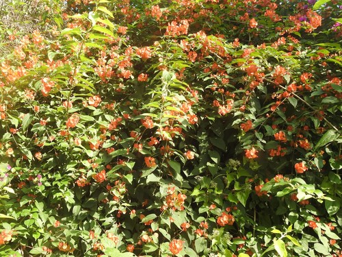 Holmskioldia sanguinea
