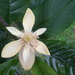 Magnolia gilbertoi - Photo (c) Sebas Arango, algunos derechos reservados (CC BY-NC), subido por Sebas Arango