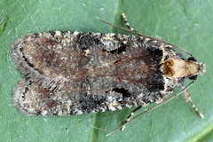 Agonopterix liturosa