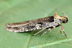 Agonopterix liturosa