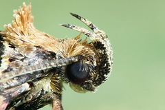 Agonopterix liturosa