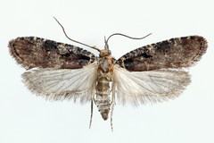 Agonopterix liturosa