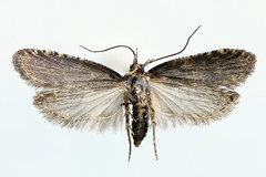 Agonopterix liturosa