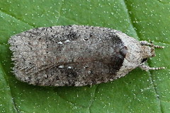 Agonopterix multiplicella