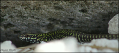 Podarcis muralis nigriventris