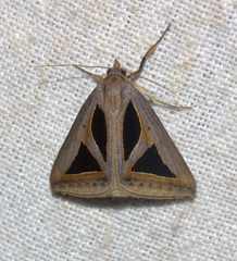 Trigonodes disjuncta