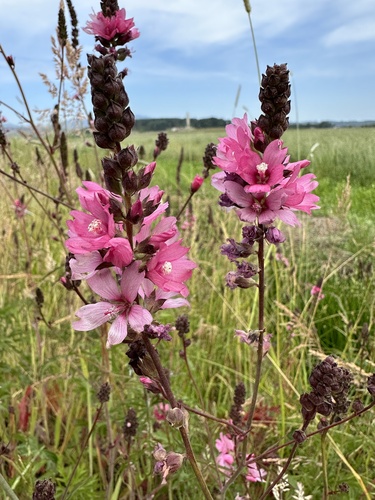 Sidalcea nelsoniana