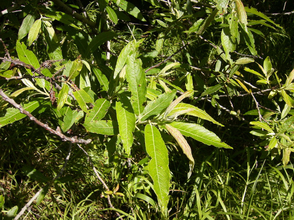 Salix pedicellata canariensis (Tenerife Plants Fagales, Pinopsida ...