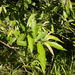 Salix pedicellata canariensis - Photo (c) Beneharo Hdez., some rights reserved (CC BY-SA)
