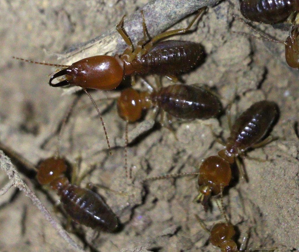Syntermes molestus