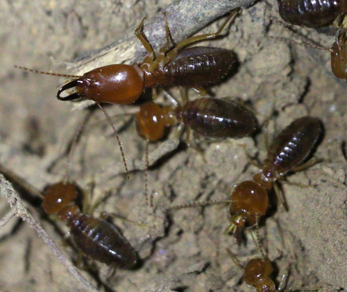 Syntermes molestus