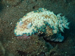 Glossodoris