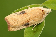 Agonopterix nervosa