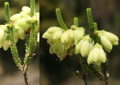 Erica sparrmanni