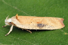 Agonopterix nervosa
