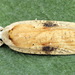 Gorse Tip Moth - Photo (c) Andrey Ponomarev, some rights reserved (CC BY-NC), uploaded by Andrey Ponomarev