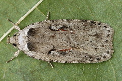 Agonopterix ocellana