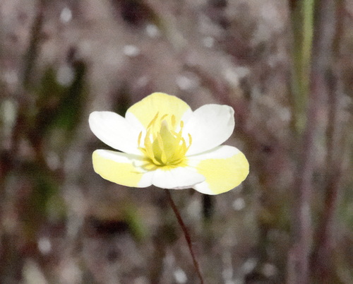 Image of Hesperomecon linearis by (c) Henrik Kibak, some rights reserved (CC BY)