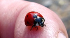 Coccinella algerica