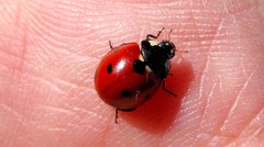 Coccinella algerica