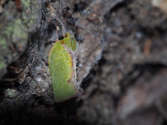 Salurnis marginella