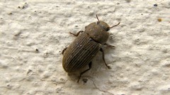 Gonocephalum prolixum