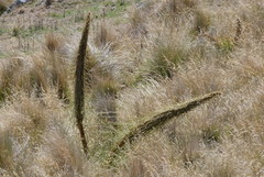 Aciphylla subflabellata
