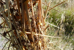 Aciphylla subflabellata