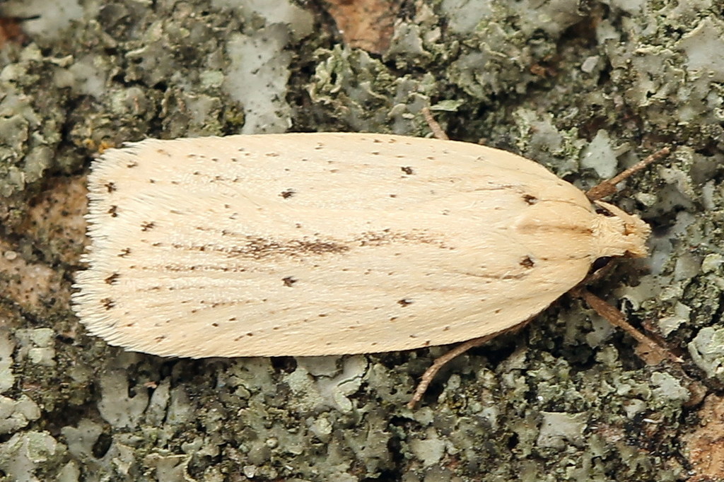pale flat-body