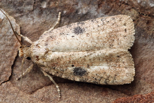 Agonopterix propinquella (Treitschke, 1835)