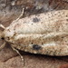 Black-spot Flat-Body - Photo (c) Andrey Ponomarev, some rights reserved (CC BY-NC), uploaded by Andrey Ponomarev