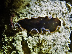 Pseudobiceros hancockanus