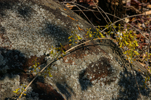 Coleus esculentus image