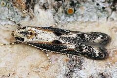 Blastodacna atra