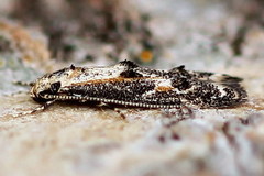 Blastodacna atra