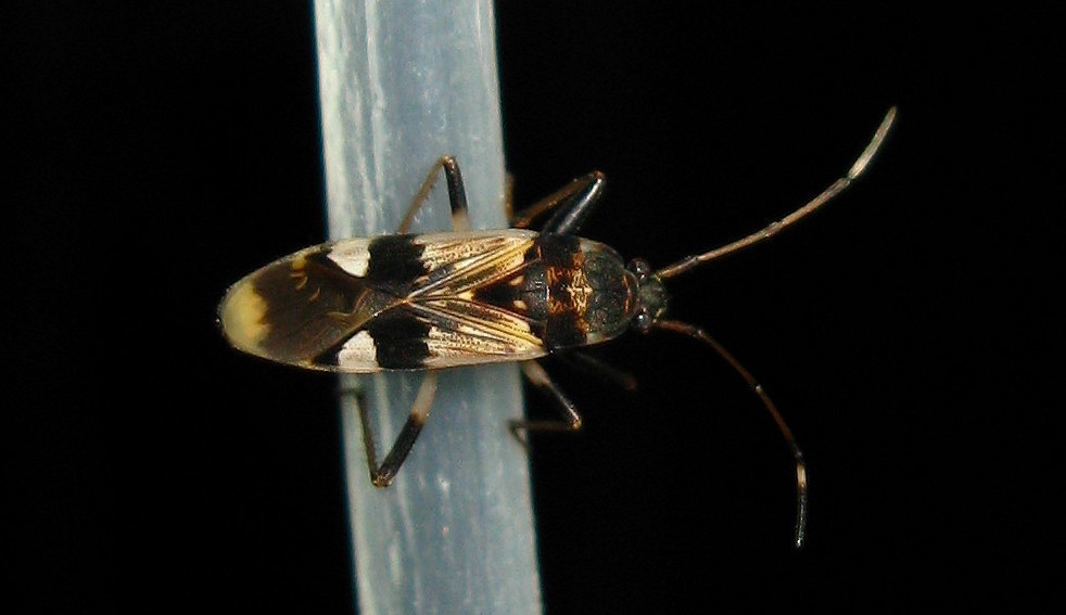 Beosus