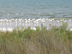 Ichthyaetus melanocephalus