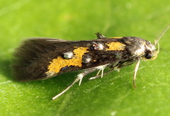 Chrysoclista lathamella