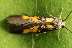 Chrysoclista lathamella