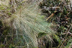 Festuca actae
