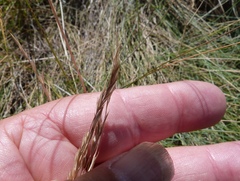 Festuca actae