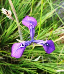 Moraea tripetala tripetala