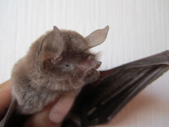 Pteronotus parnellii