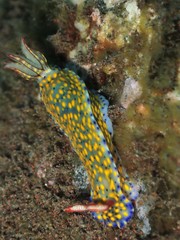 Hypselodoris confetti