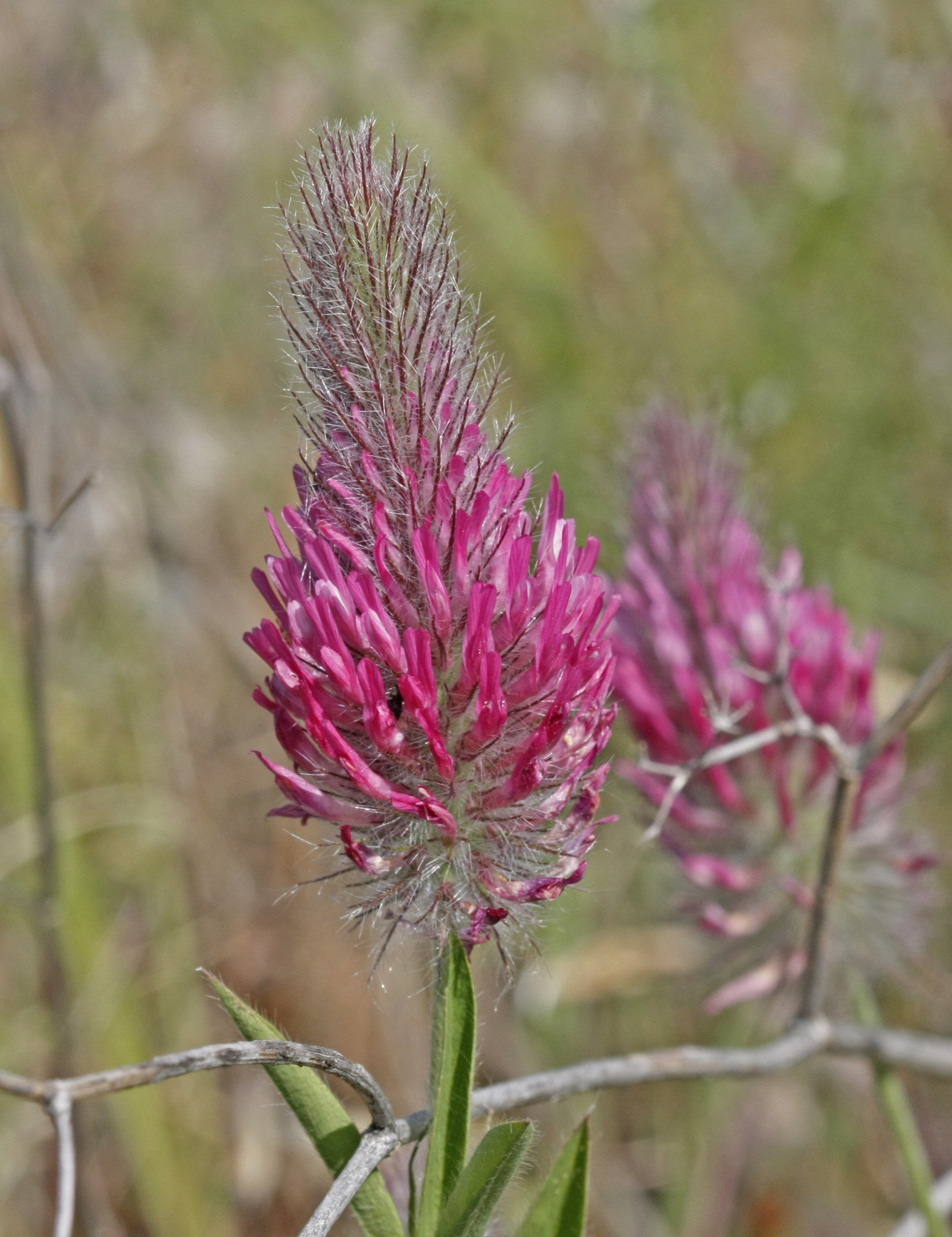 Trifolium purpureum